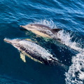 Dolphins Pascal Bakker_SRBIR.jpg