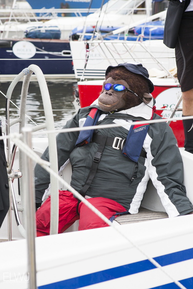 A competitors mascot relaxes after finishing the 2015 Rolex Fastnet Race