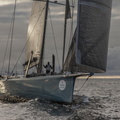 Leopard off Fastnet Rock at dawn